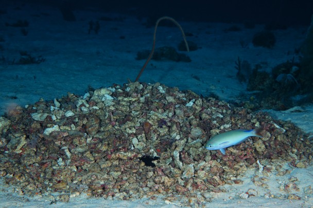A Randall’s Tilefish, Hoplolatilus randalli, in front of its nest at a depth of 70 metres.