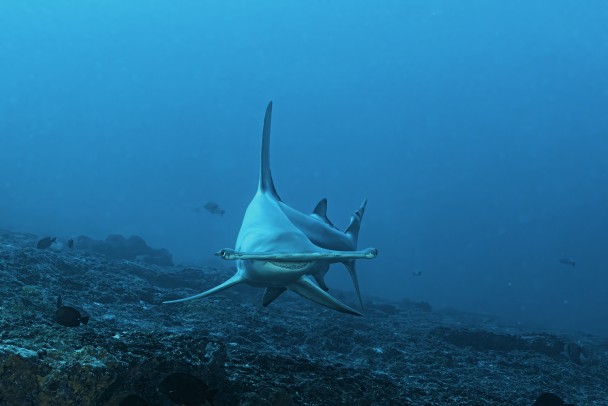 The Great HAMMERHEAD SHARK