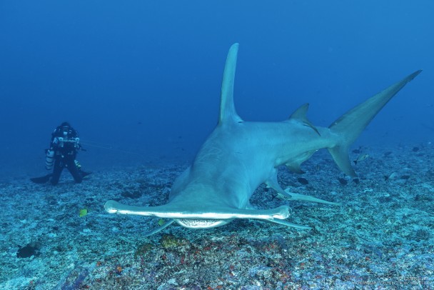 The Great HAMMERHEAD SHARK