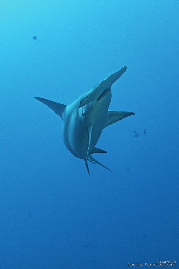 The Great HAMMERHEAD SHARK