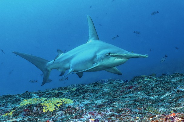 The great hammerhead shark, Sphyrna mokarran.
