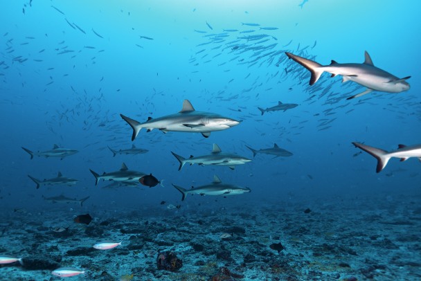 A wall of grey reef sharks in the Tiputa Pass.&nbsp; &nbsp; &nbsp; &nbsp;