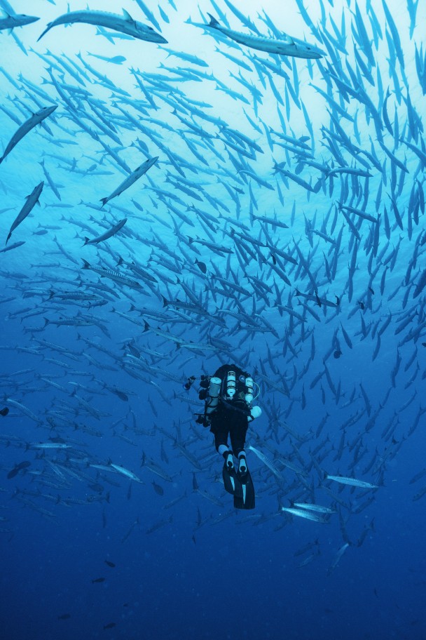 A shoal of barracuda.
