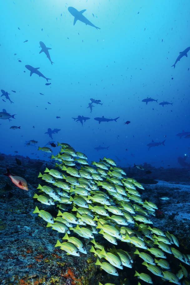 A school of bluestriped snappers.&nbsp;