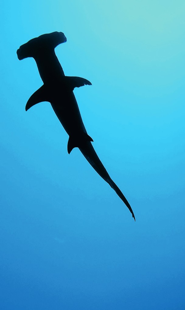 The Great HAMMERHEAD SHARK