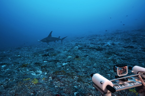Laser plate for measuring sharks.