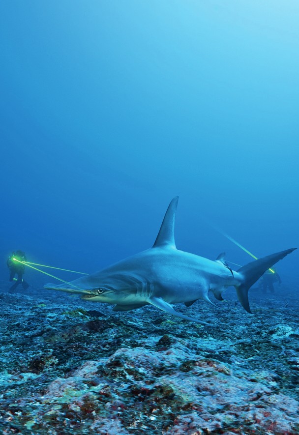 The Great HAMMERHEAD SHARK