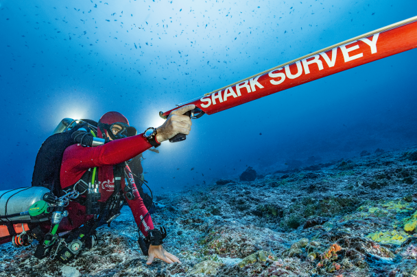A Gombessa diver equipped with the SMART for deploying the great hammerhead shark monitoring protocols.