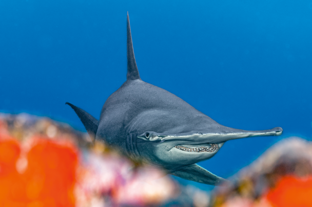 The great hammerhead shark, Sphyrna mokarran.