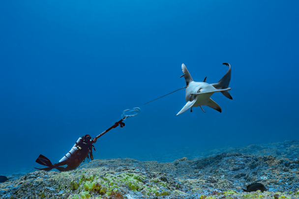 Tagging a great hammerhead shark with the SMART at a depth of 60 metres in the Tiputa Pass on the Rangiroa atoll.