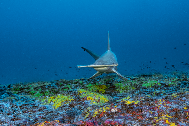 The great hammerhead shark, Sphyrna mokarran.