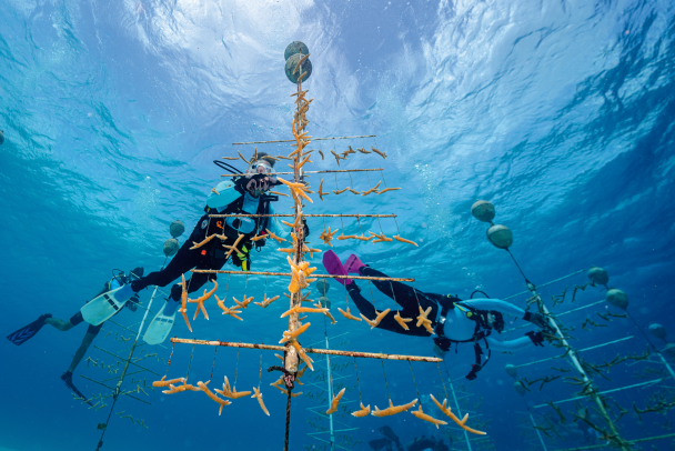 Divers nurture fragments in a coral nursery.