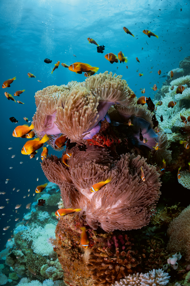 The PADI and Blancpain Partnership TURNS HOPE INTO ACTION