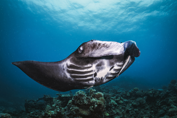 The PADI and Blancpain Partnership TURNS HOPE INTO ACTION