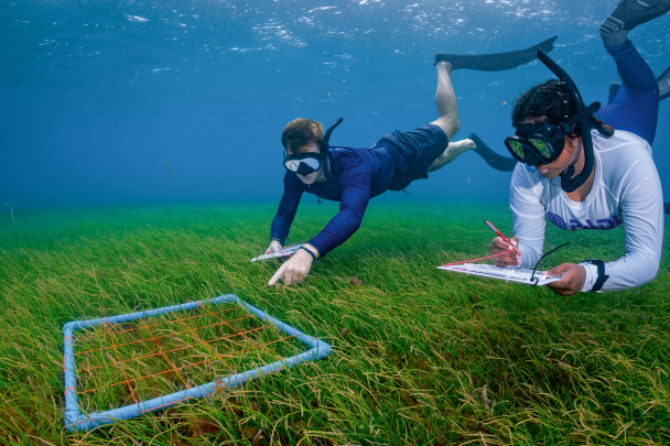 Researchers monitor seagrass meadows to measure the effectiveness of local protection efforts.