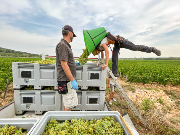 Domaine DUJAC