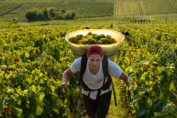 Domaine DUJAC