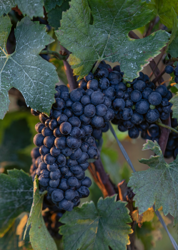 Domaine DUJAC
