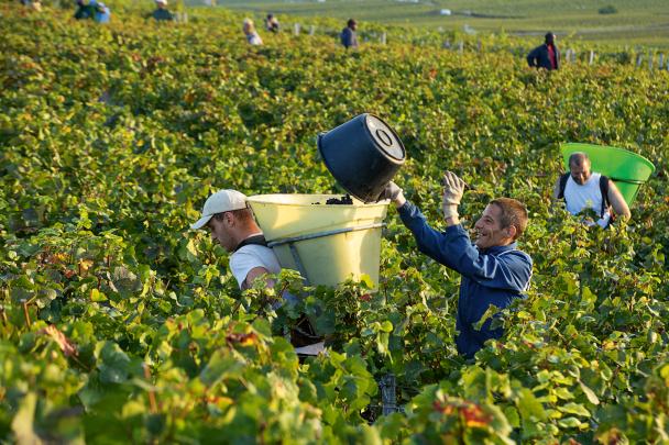 Domaine DUJAC