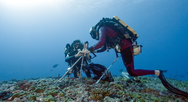 Fitting and maintaining acoustic receivers to track the migration paths of the great hammerhead shark.