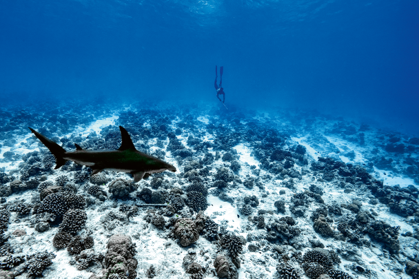 Freediving with the SMART in the shallow waters of the Tuheiava Pass on the Tikehau atoll.