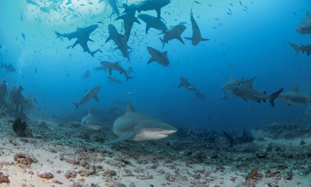 The PADI and Blancpain Partnership TURNS HOPE INTO ACTION