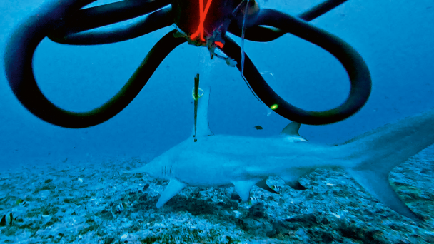 Steps in a great hammerhead shark monitoring protocol using the SMART. &nbsp;