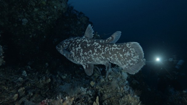 Face to Face with the Indonesian COELACANTH