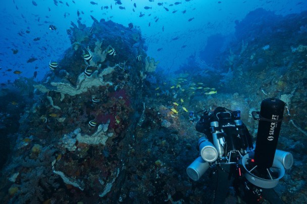 Face to Face with the Indonesian COELACANTH