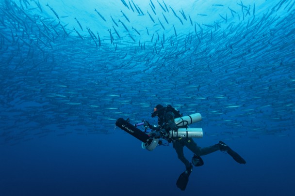 The best-preserved sites display an abundance of marine life now rare. And yet, this is how our oceans should look.