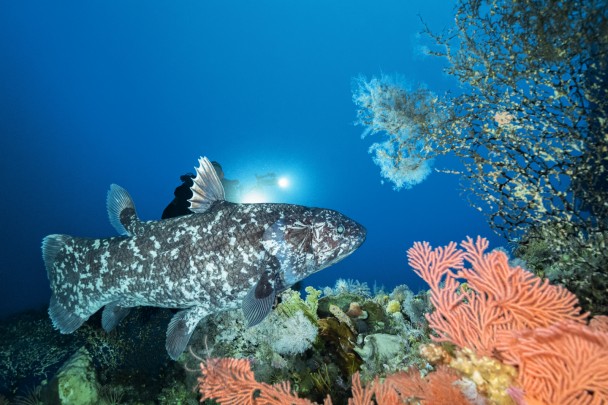 Face to Face with the Indonesian COELACANTH