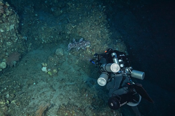 Face to Face with the Indonesian COELACANTH