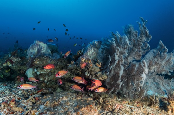 Face to Face with the Indonesian COELACANTH