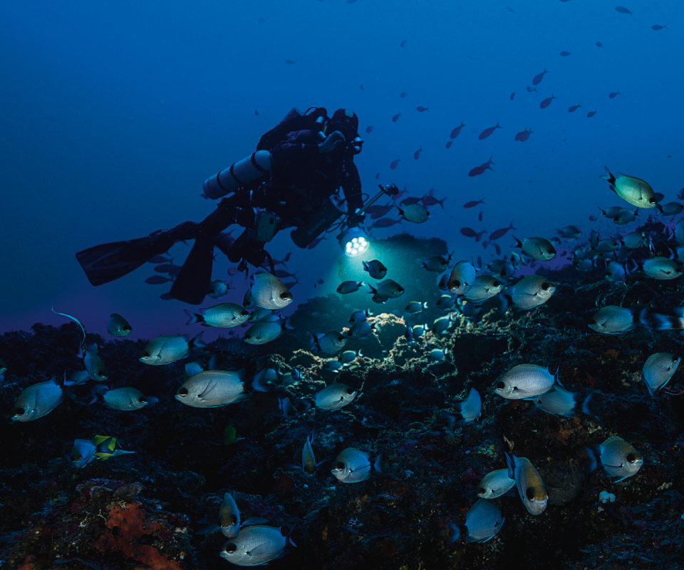 The gray chromis (Chromis axillaris) was first documented at Reunion Island in 2009 following the eruption of the volcano (when the scalded fish rose to the surface). It was neither noticed nor photographed, and yet it is found in large numbers at about 100 meters deep.
