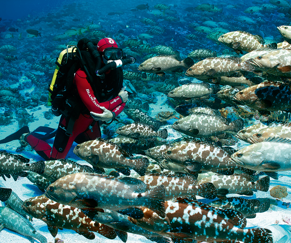 THE “GROUPER MYSTERY”