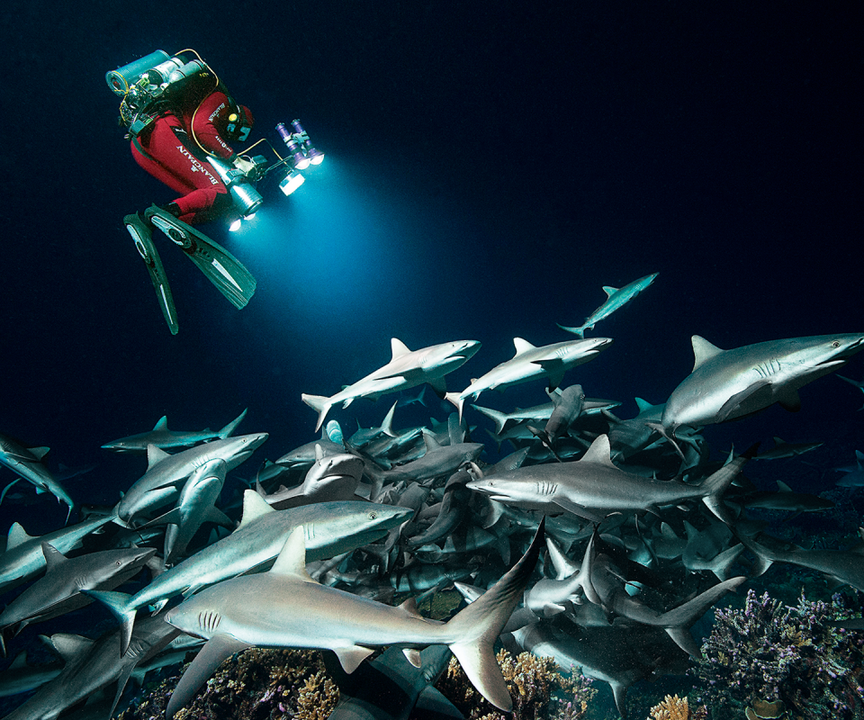 Night has fallen and the sharks have left the open water. Currently they are swarming on the bottom to track down the groupers. Because there are too many of them, there is not enough space for them all to hide in the reef.

