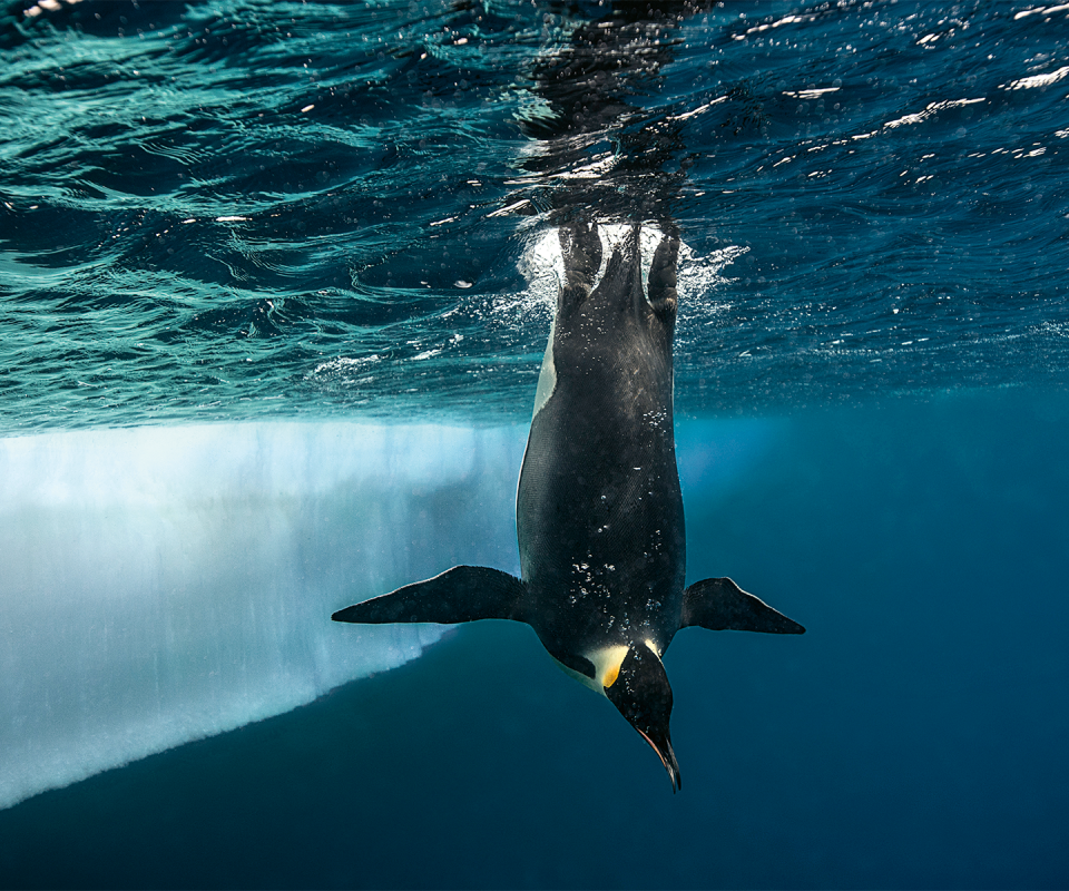 Emperor penguins, edge of&nbsp;the ice floe, north of Petrel Island.
