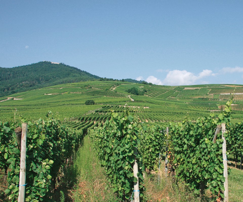 DOMAINE JOSMEYER