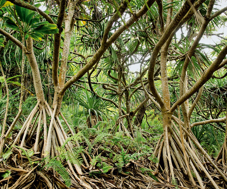 The exuberant Pandanus forest at Pitcairn.
