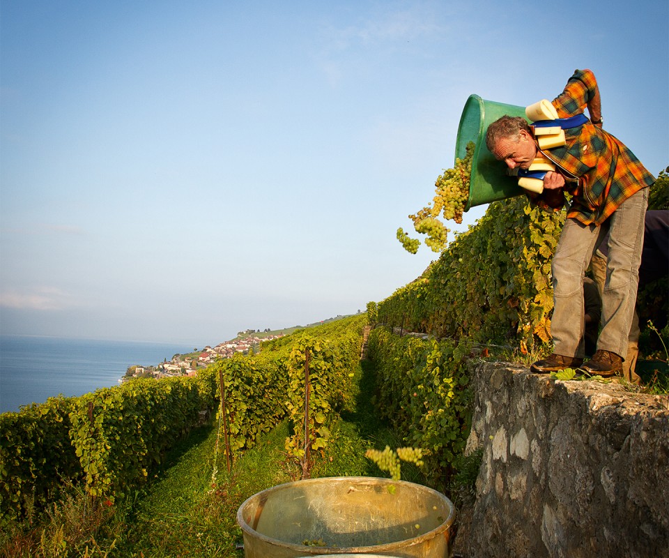 Harvest in Saint-Saphorin at the Domaine des Faverges which has the largest landholding in the Lavaux (15.4 hectares) and which is owned by the canton of Fribourg. This is one of the oldest estates in the region and is mentioned on a parchment dated February 25, 1138.
