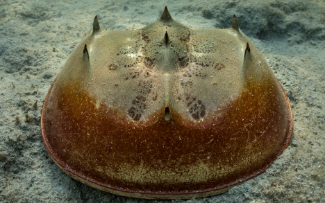 Barely visible, both eyes are positioned on the front ends of the carapace.

