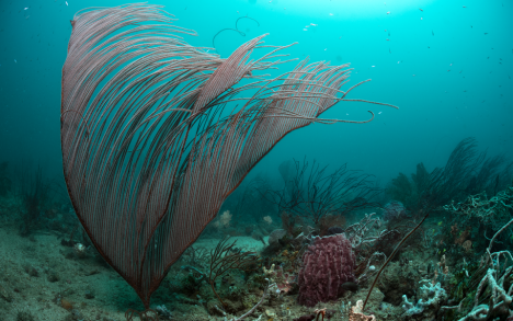 Red whip fan coral (Ctenocella sp.),&nbsp;battered by the Pangatalan channel current.
