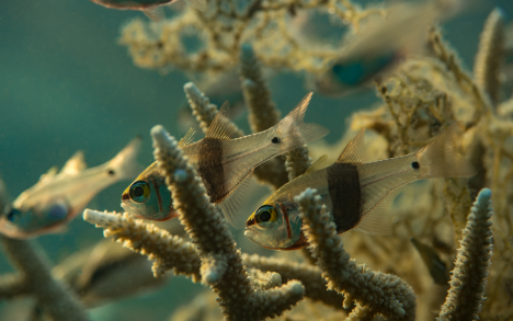 Apogons emerging from&nbsp;the coral at sunset.
