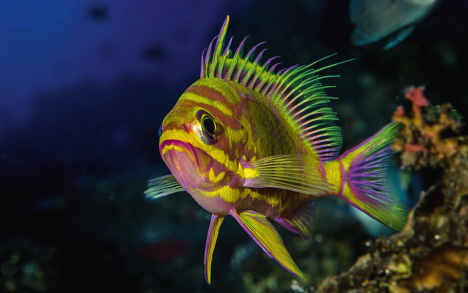 This blotched anthias (Odontanthias borbonius) only exists beyond 100 meters. Despite being highly sought after by aquarium lovers, there are no photographs of this species in its natural environment.
