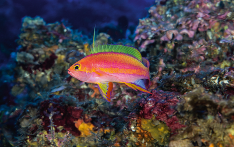 All along the slopes we explored we noticed that this resplendent goldie male (Pseudanthias pulcherrimus) preferred to remain at the thermocline limit, the point at which the temperature rises abruptly.
