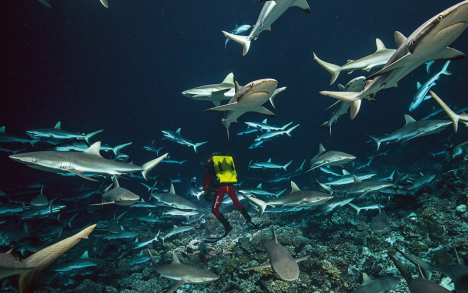 700 Sharks IN THE NIGHT