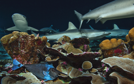  While the sharks patrol the reef in search of food, this naso fish is hiding desperately. Usually uniform in color, they change shades when threatened.