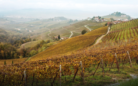GAJA WINE