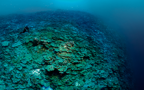 It’s the edge of the pass on the ocean side and the diver is 30 m below the surface with an almost vertical slope which drops around 2000 m...
