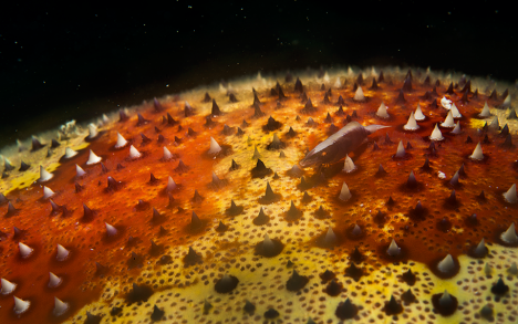 The little&nbsp;Periclimenes&nbsp;shrimp lives on the skin of the cushion starfish. It is found between the quills of the star and the respiratory papulae, which provide both board and lodging.
